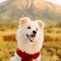 dog shirt for new website